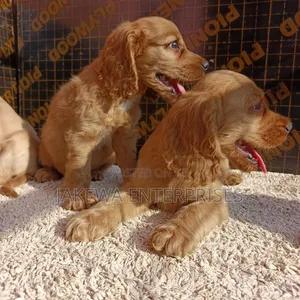 1-3 months Male Purebred English Cocker Spaniel