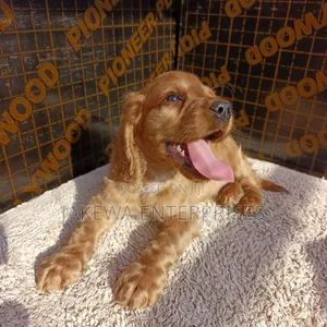 1-3 months Female Purebred English Cocker Spaniel