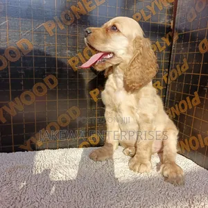 1-3 months Female Purebred English Cocker Spaniel
