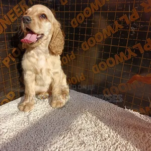 1-3 months Male Purebred English Cocker Spaniel