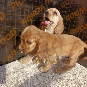 1-3 months Female Purebred English Cocker Spaniel