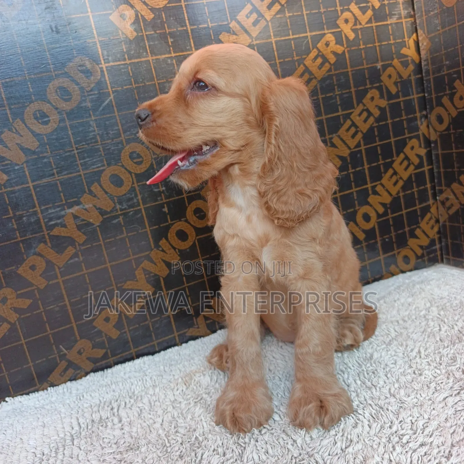 1-3 months Male Purebred English Cocker Spaniel