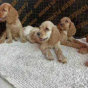1-3 months Male Purebred English Cocker Spaniel
