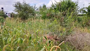 1acre Land Kasarani Behind St Francis Distress Sale