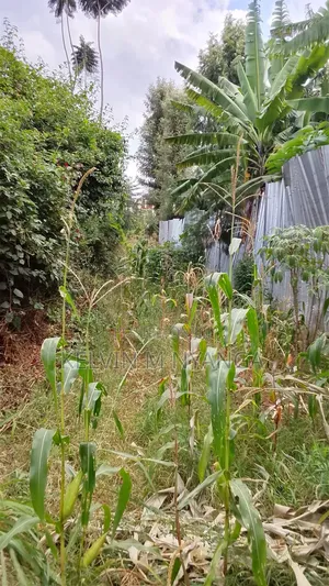 1acre Land Kasarani Behind St Francis Distress Sale