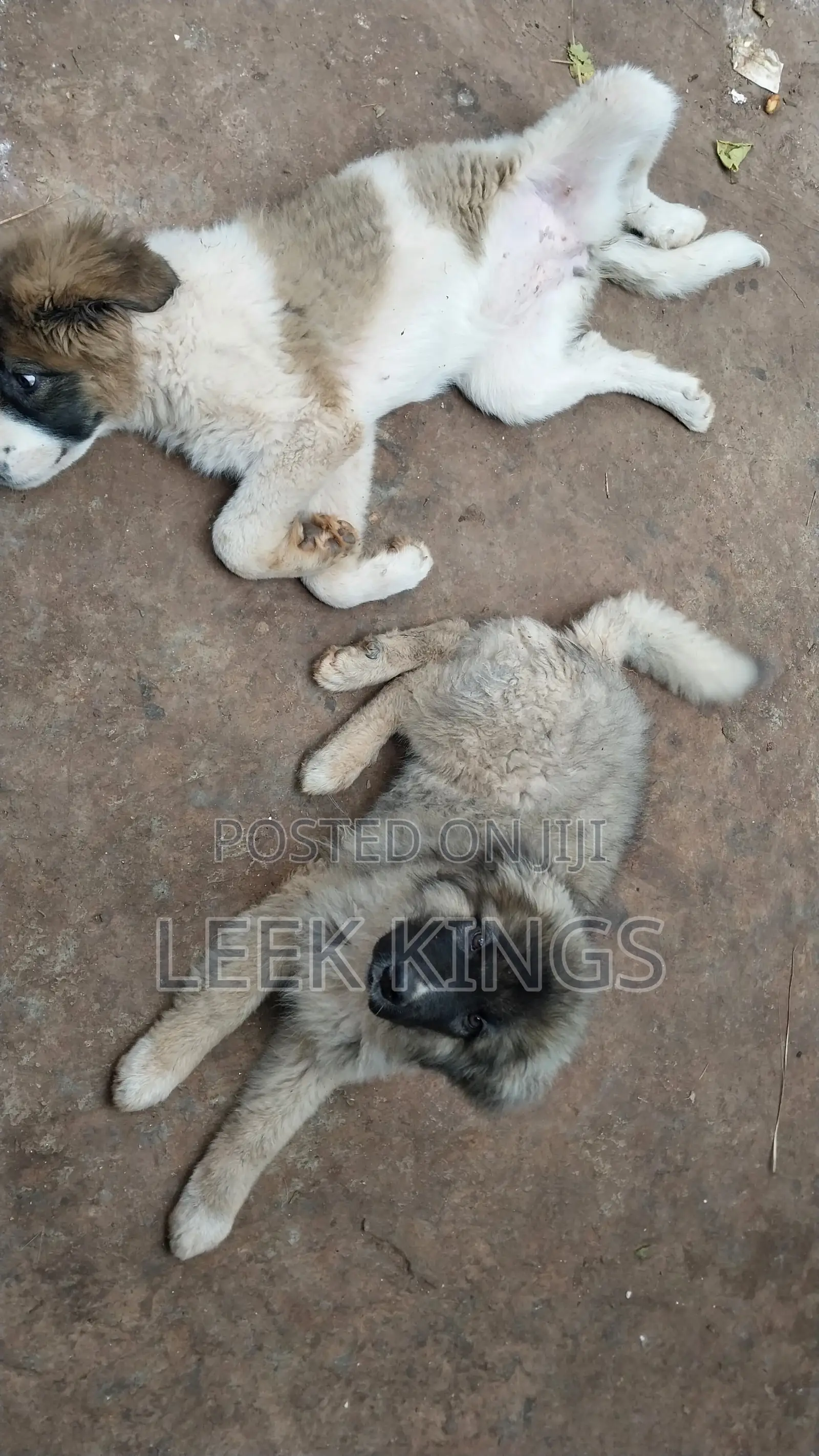 3-6 months Male Purebred Caucasian Shepherd