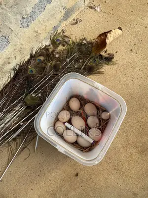 Fertilized Peacock (Tausi) Eggs for Sale and Ready for Incubation