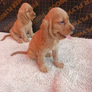 1-3 months Male Purebred English Cocker Spaniel