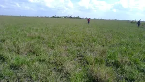 1/8 Acre Plots on Sale in Birika Town
