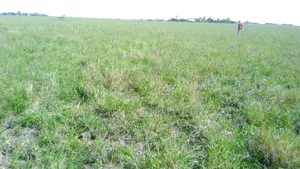 1/8 Acre Plots on Sale in Birika Town