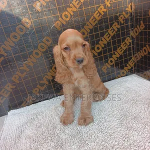 1-3 months Female Purebred English Cocker Spaniel