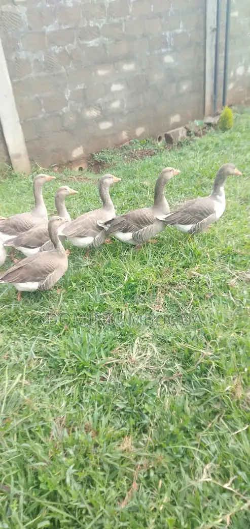 Goose, Mature