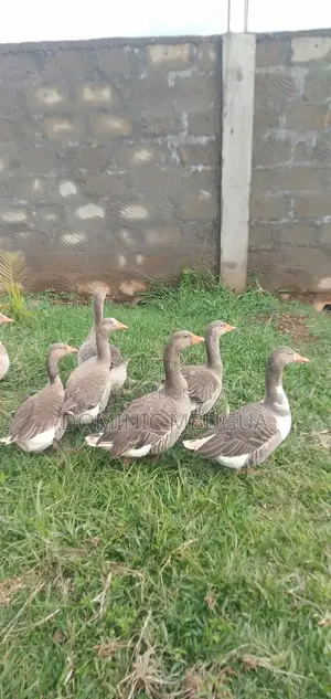 Goose, Mature
