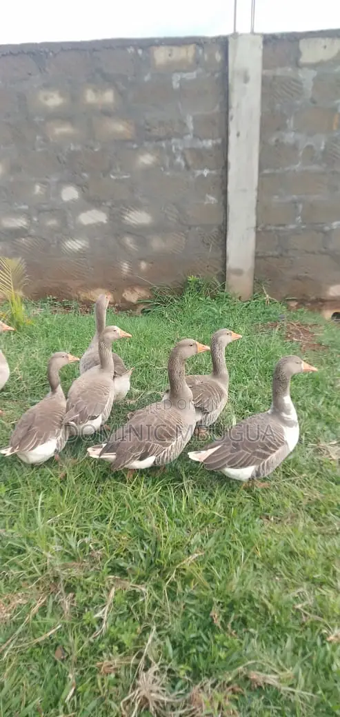 Goose, Mature