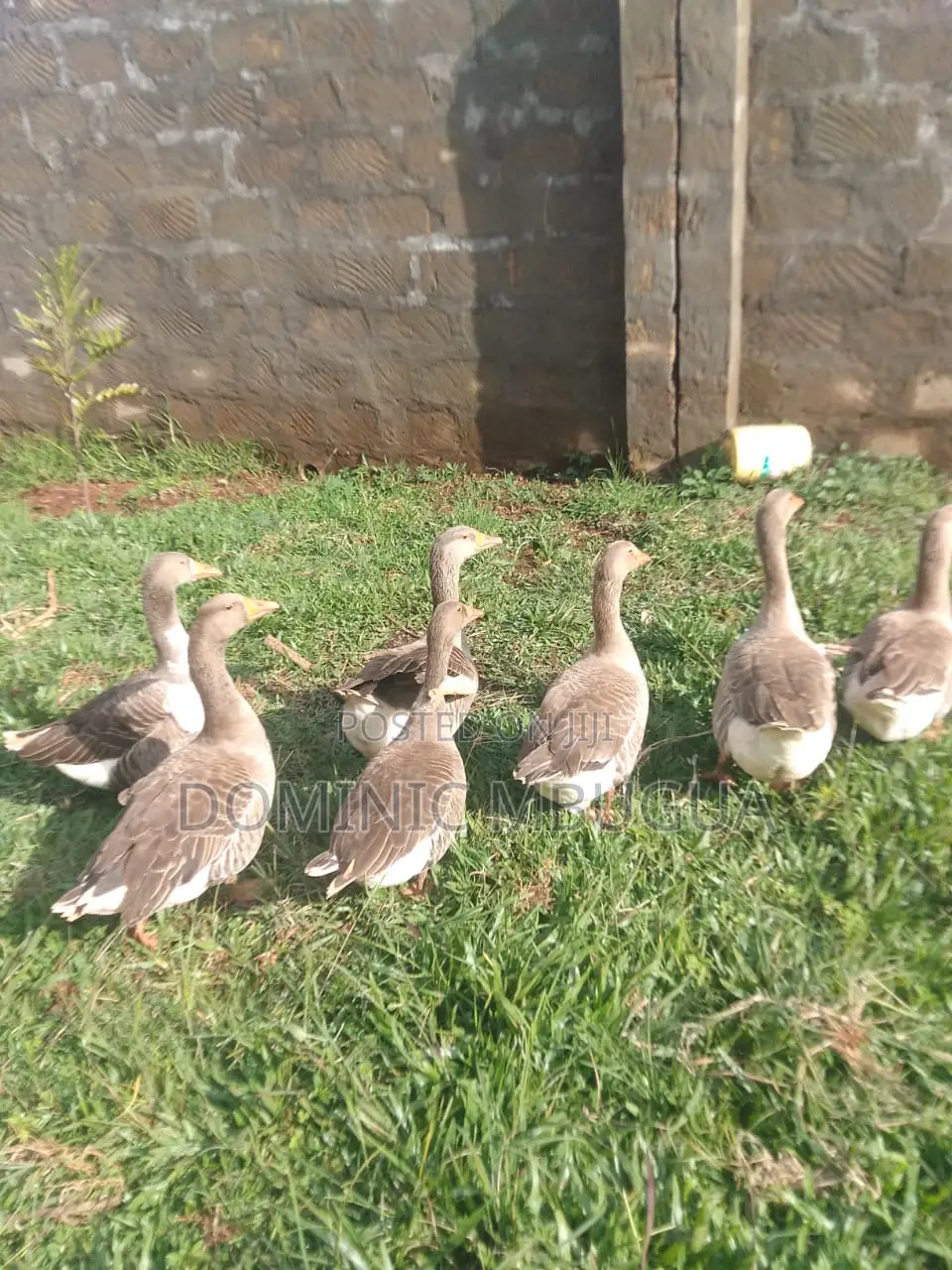 Goose, Mature