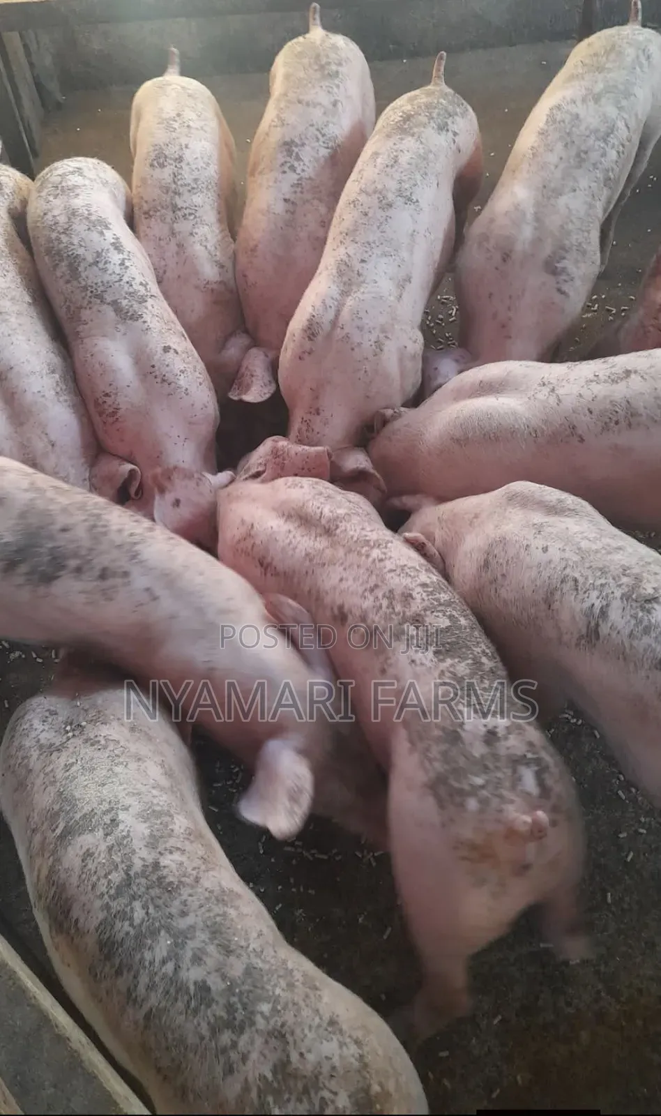 Pig Tonton ( Growth Booster)