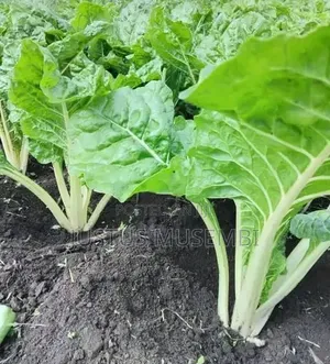 Fresh Vegetable