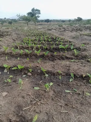 Fresh Vegetable