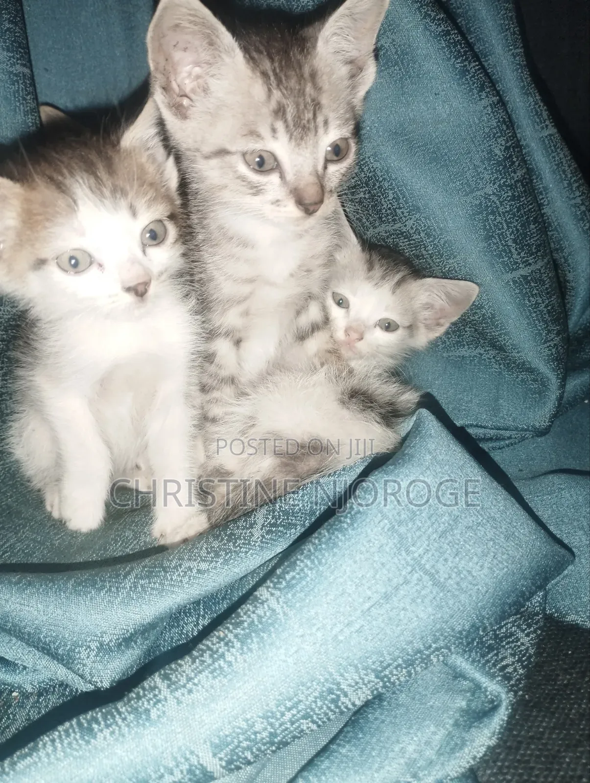 1-3 months Female Purebred Tabby