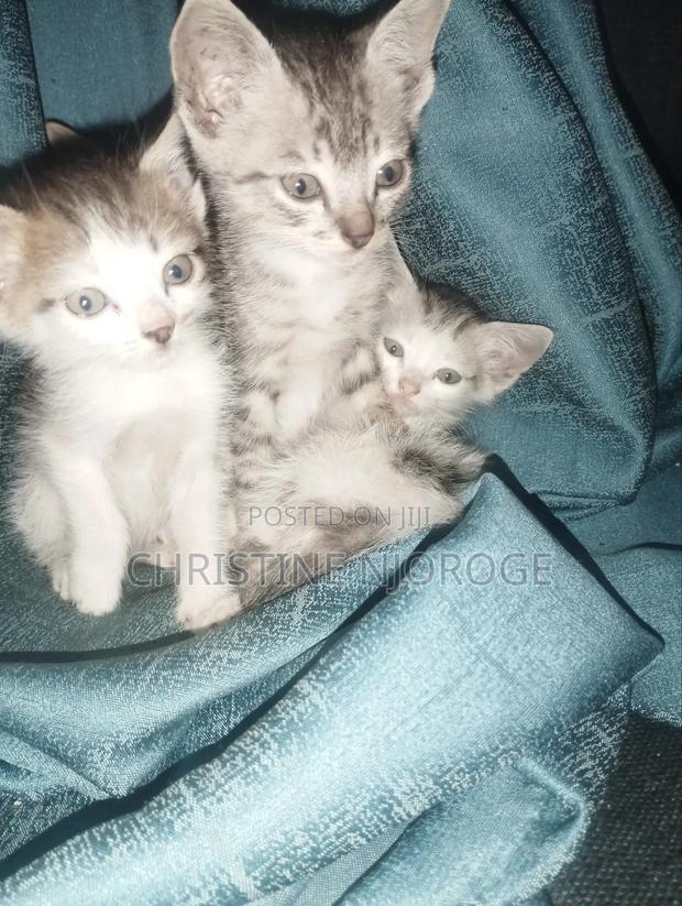 1-3 months Female Purebred Tabby - main view