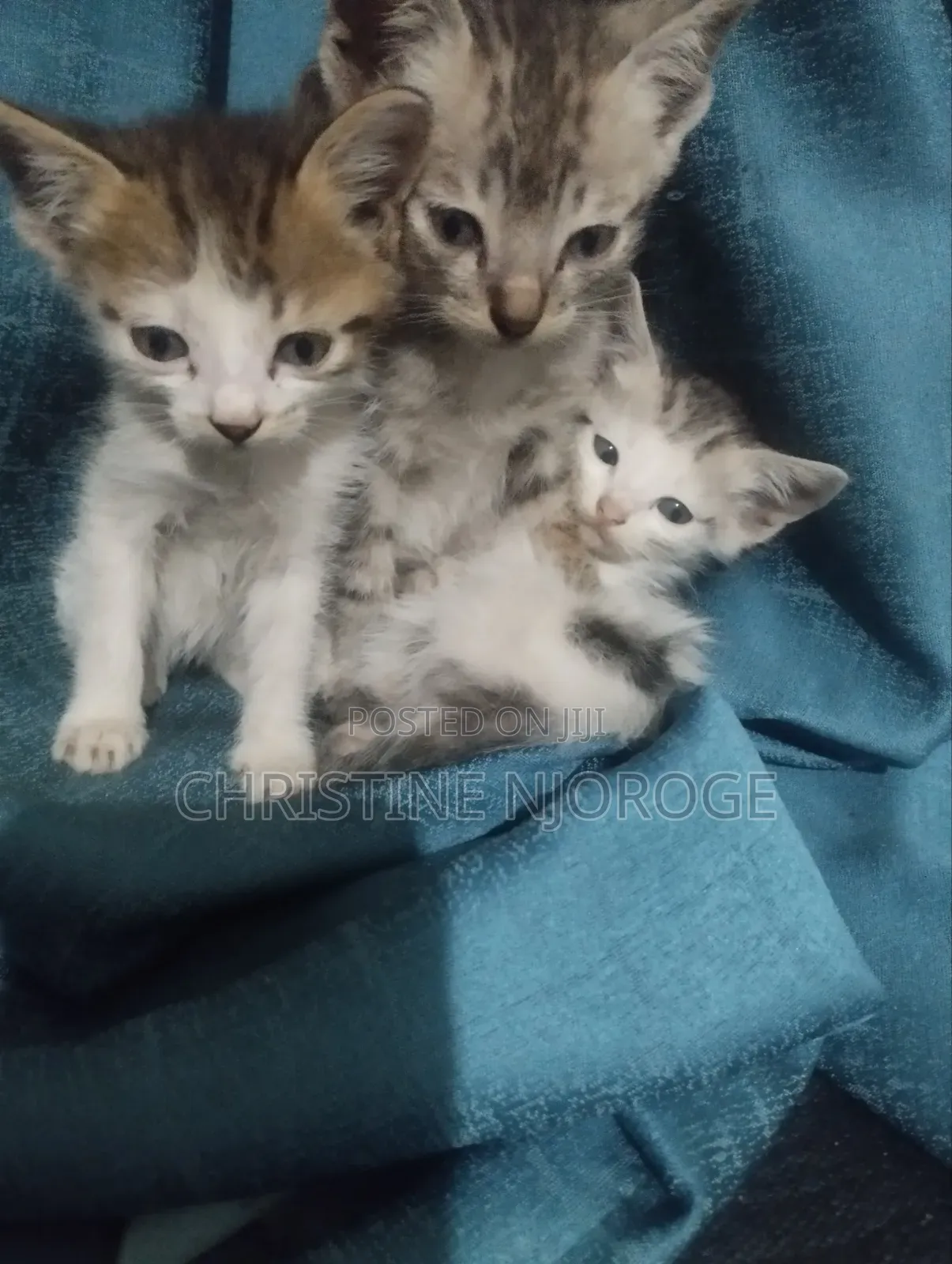 1-3 months Female Purebred Tabby
