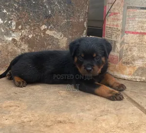 1-3 months Female Purebred Rottweiler