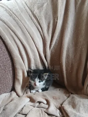 1-3 months Female Mixed Breed Mongrel (No Breed)