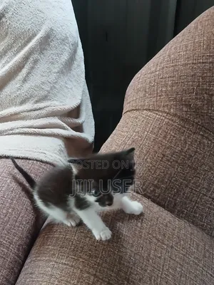 1-3 months Female Mixed Breed Mongrel (No Breed)