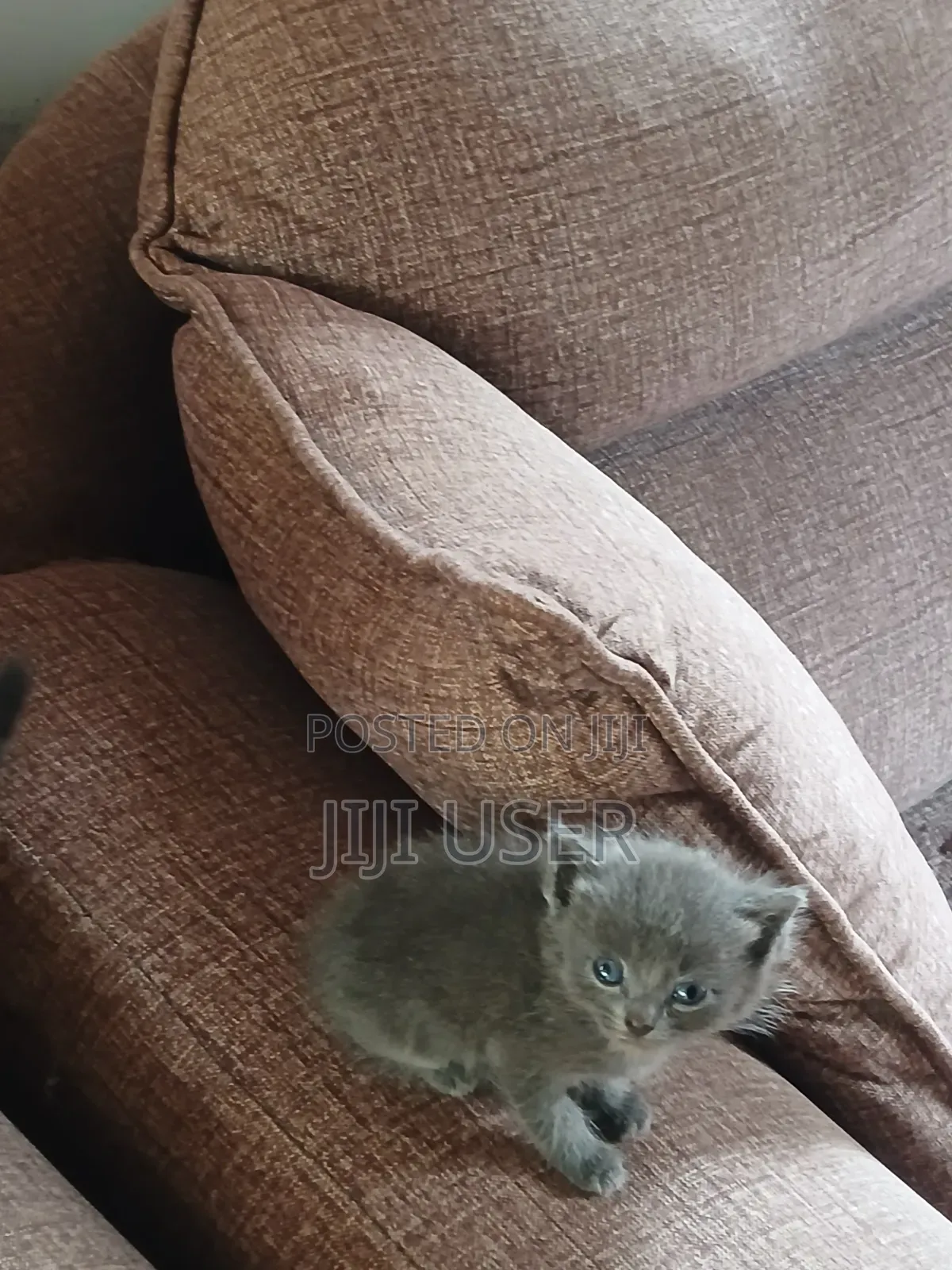 1-3 months Female Mixed Breed Mongrel (No Breed)