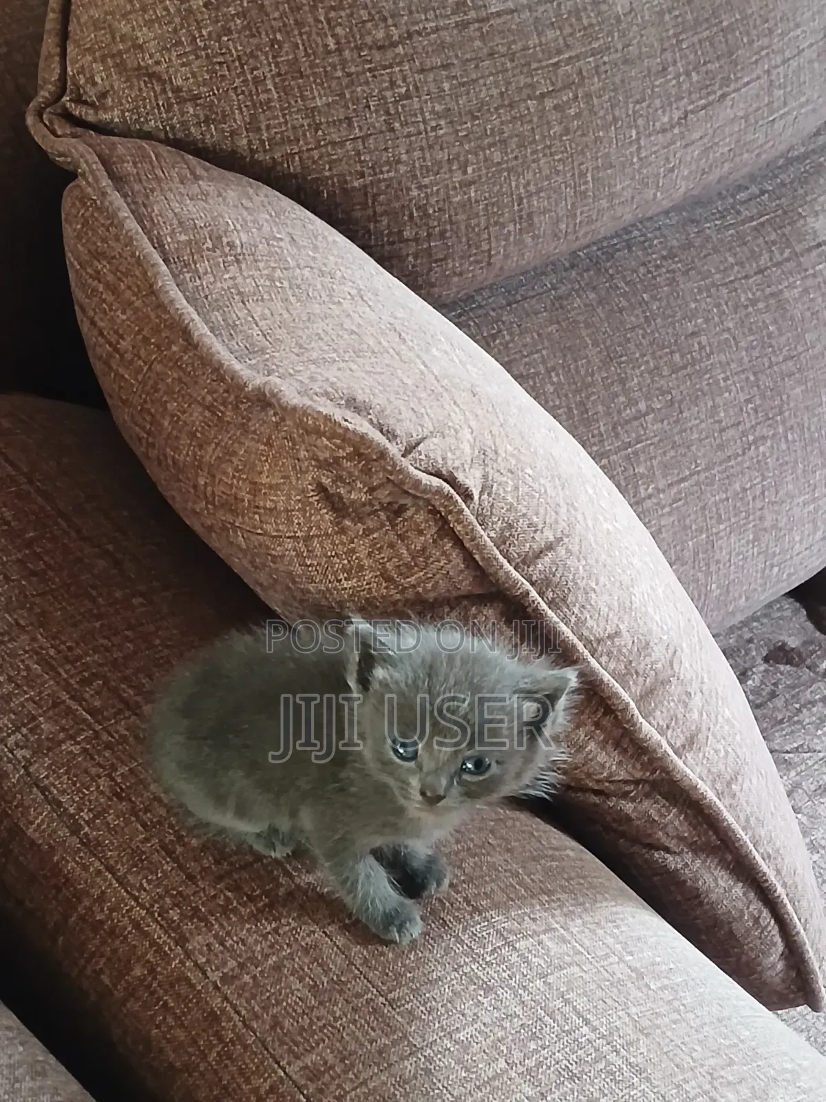 1-3 months Female Mixed Breed Mongrel (No Breed)