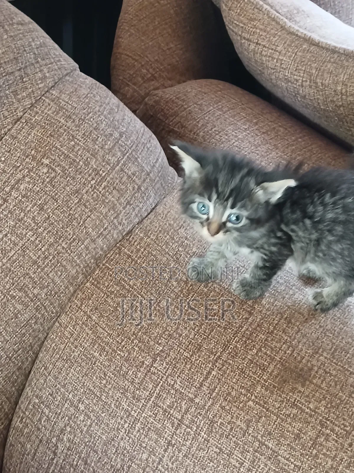 1-3 months Female Mixed Breed Mongrel (No Breed)