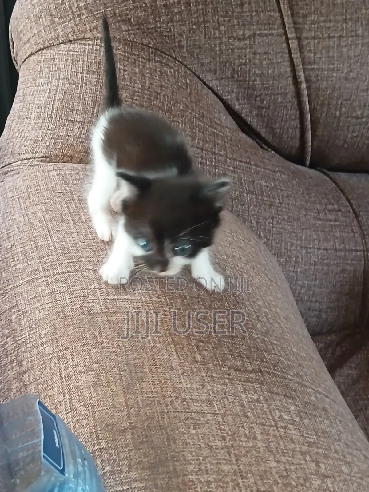 1-3 months Female Mixed Breed Mongrel (No Breed)