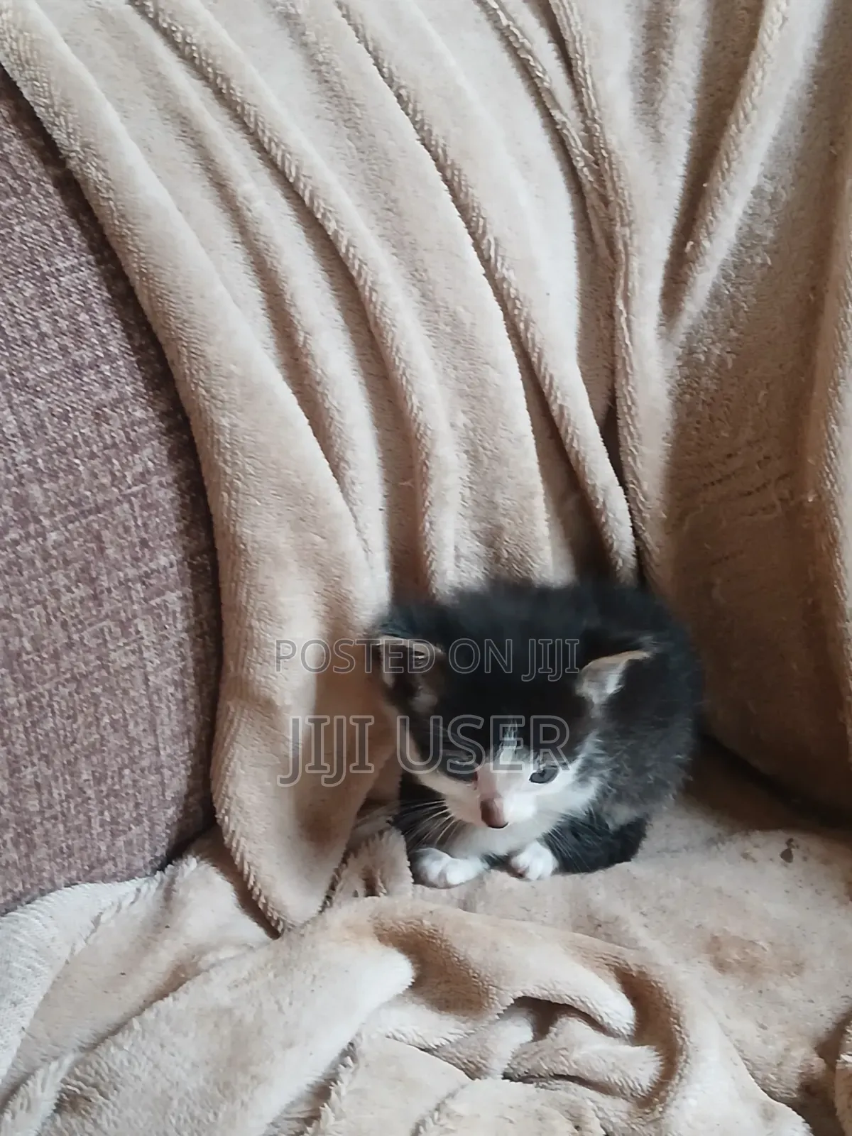 1-3 months Female Mixed Breed Mongrel (No Breed)
