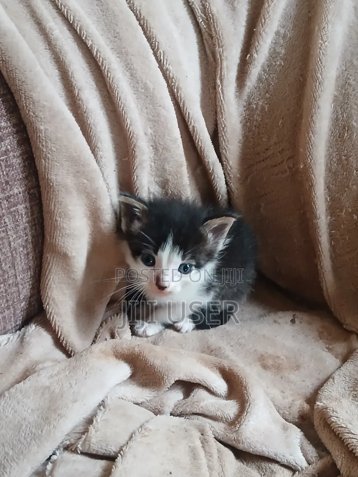 1-3 months Female Mixed Breed Mongrel (No Breed)