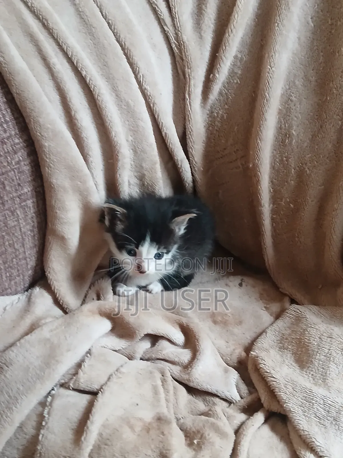 1-3 months Female Mixed Breed Mongrel (No Breed)