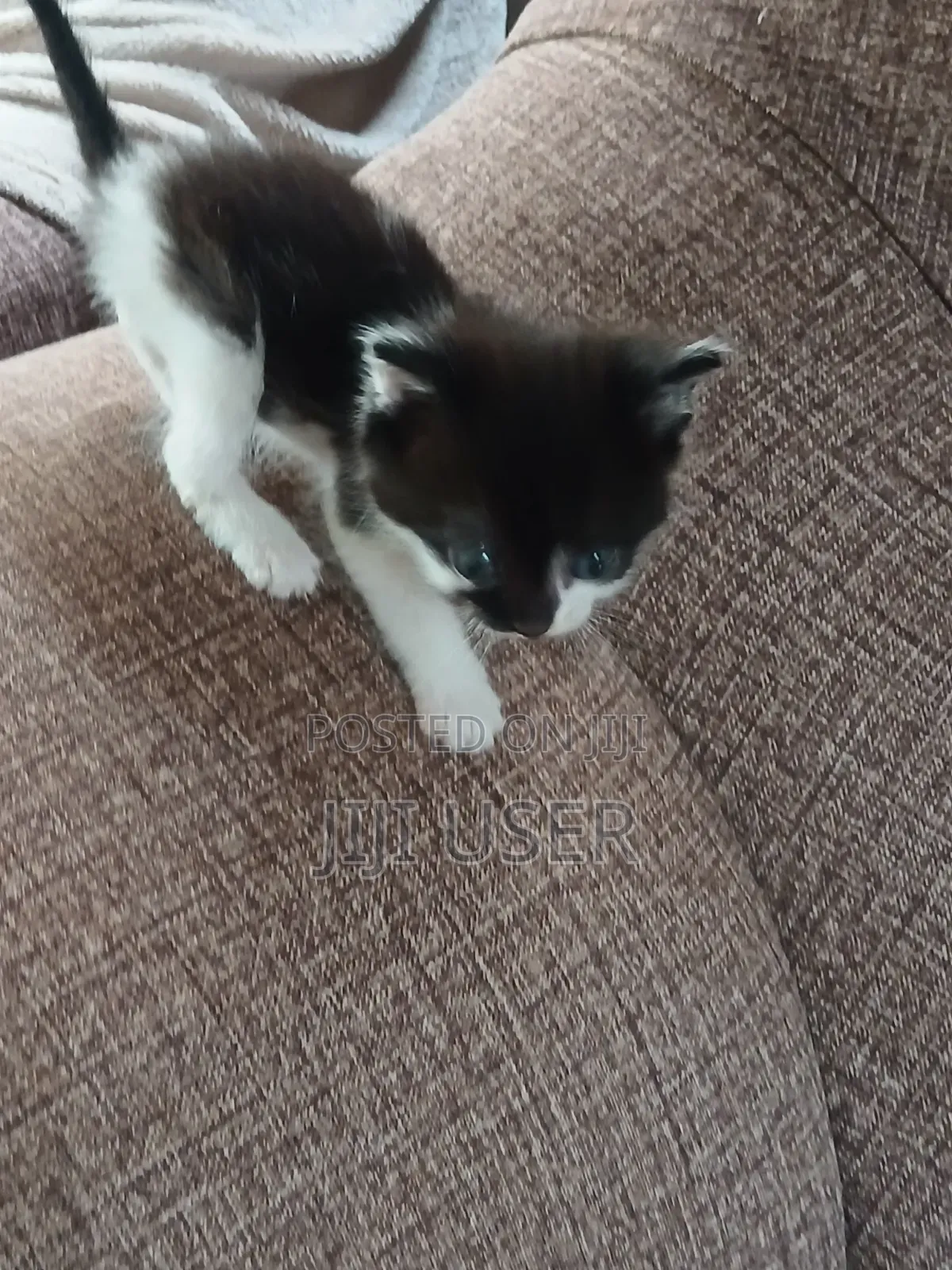 1-3 months Female Mixed Breed Mongrel (No Breed)