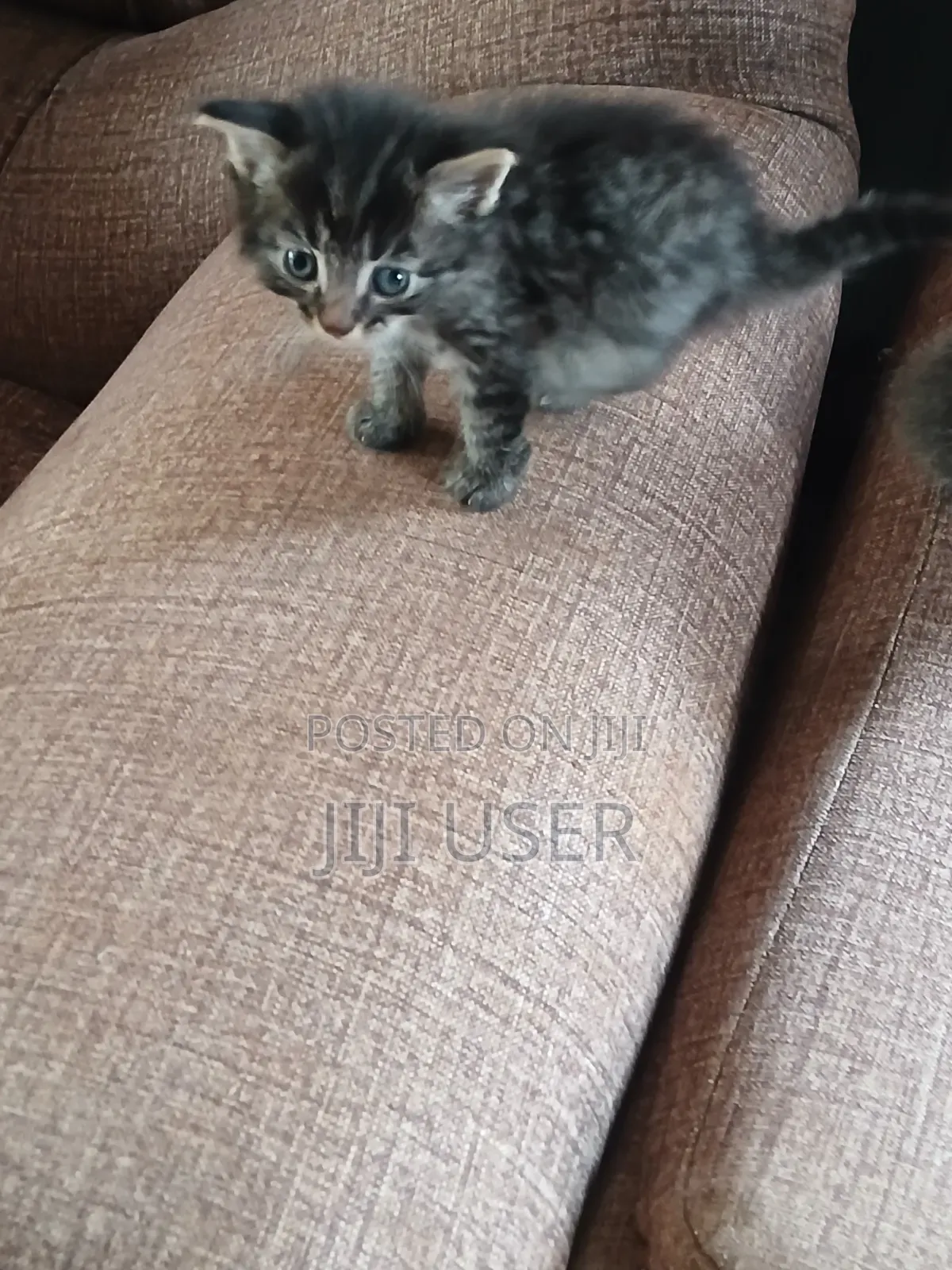 1-3 months Female Mixed Breed Mongrel (No Breed)