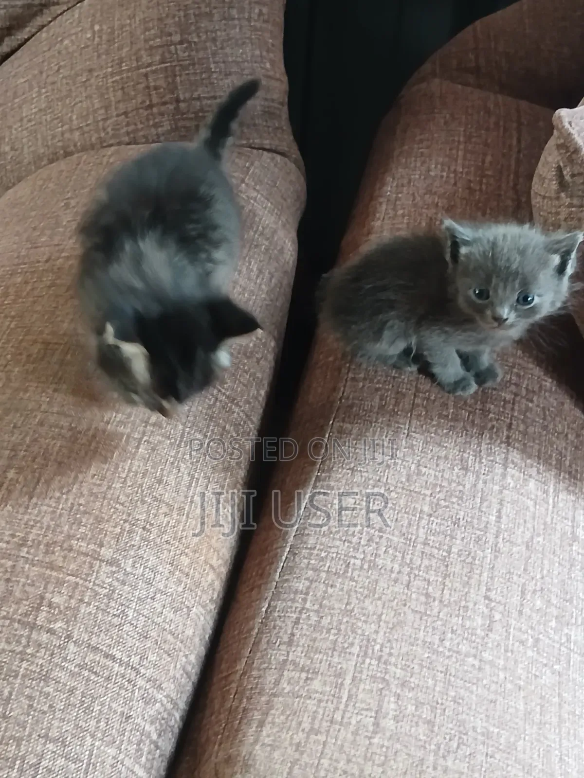 1-3 months Female Mixed Breed Mongrel (No Breed)