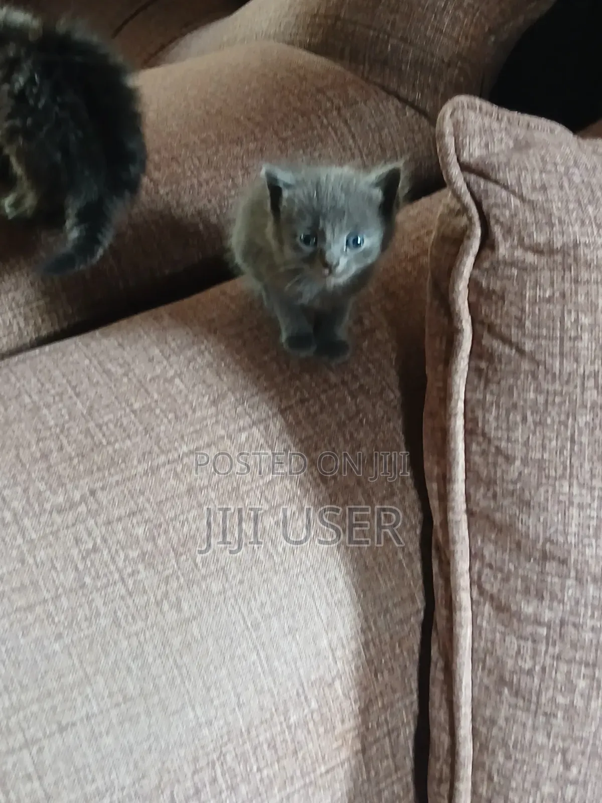 1-3 months Female Mixed Breed Mongrel (No Breed)