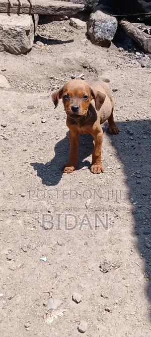 1-3 months Male Purebred Rottweiler