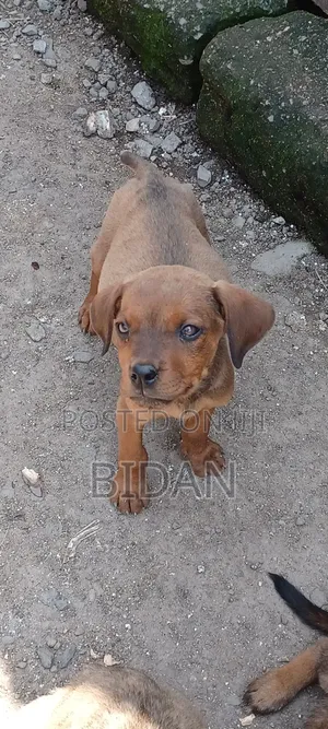 1-3 months Male Purebred Rottweiler
