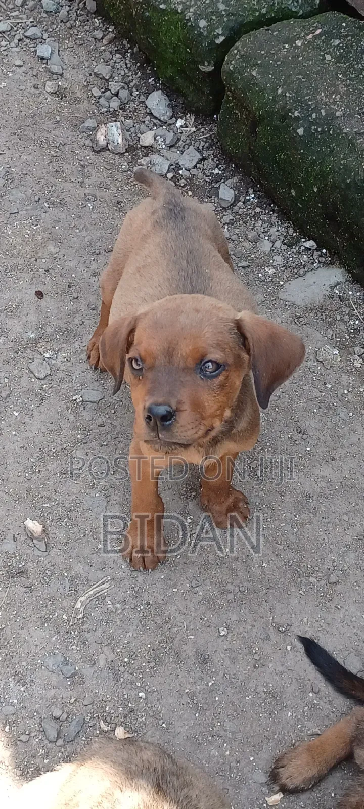1-3 months Male Purebred Rottweiler