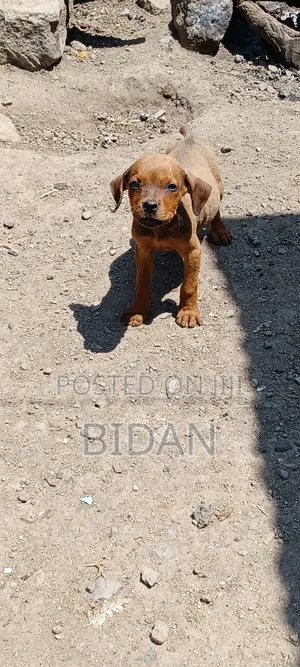 1-3 months Male Purebred Rottweiler