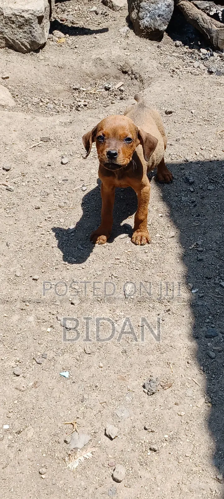 1-3 months Male Purebred Rottweiler
