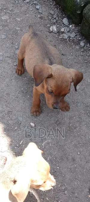 1-3 months Male Purebred Rottweiler