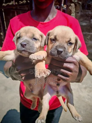 1-3 months Male Purebred Boerboel