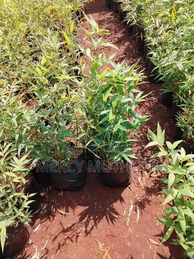 Miniature Bamboo - thumbnail 2
