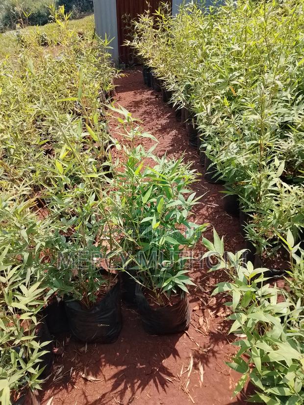 Miniature Bamboo - thumbnail 3