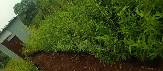 Miniature Bamboo - thumbnail 4