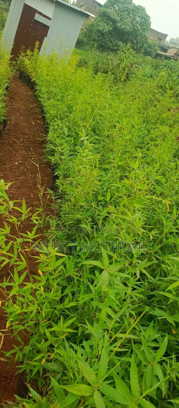 Miniature Bamboo - thumbnail 5